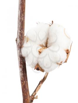 dried ripe boll of cotton plant on branch isolated on white background