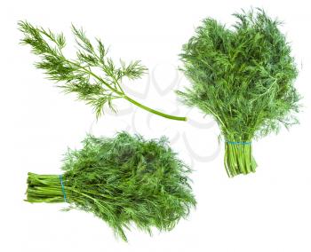 set from fresh green dill herb isolated on white background