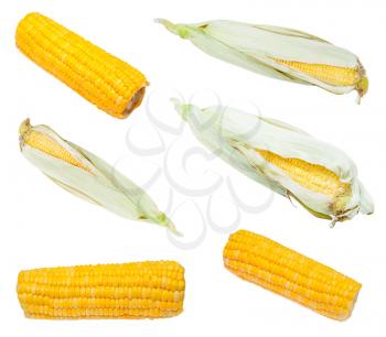 set from fresh and boiled ears of corn isolated on white background
