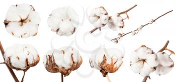 collection of dried ripe boll of cotton plant with cottonwool on branch isolated on white background
