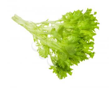 fresh green twig of leaf Ice lettuce isolated on white background