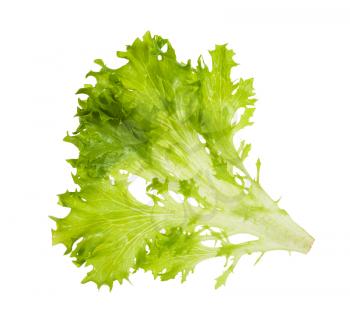 fresh green leaves of Ice lettuce isolated on white background
