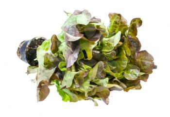 fresh Oak leaf lettuce in pot isolated on white background