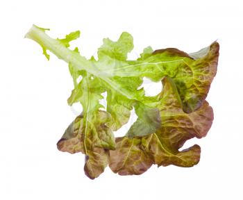 twig of Oak leaf lettuce isolated on white background