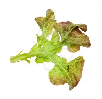leaf of Oak leaf lettuce isolated on white background