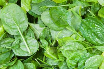 natural food background - many fresh leaves of spinach herb close up