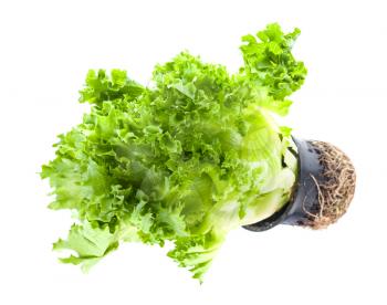 potted bunch of fresh green leaf lettuce isolated on white background