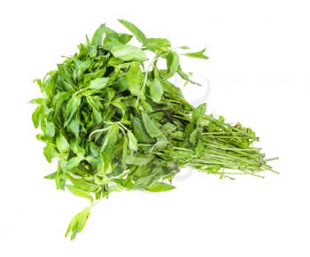big bunch of fresh green mint herb isolated on white background