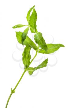 twig of fresh green mint herb isolated on white background