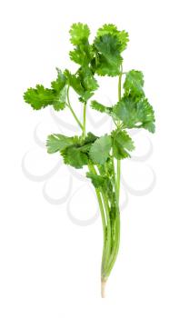 twig of fresh green cilantro herb isolated on white background