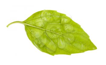 back side of wet leaf of fresh green basil herb isolated on white background