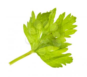 wet fresh leaf of celery isolated on white background