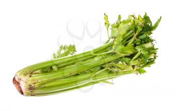 fresh celery stalk isolated on white background