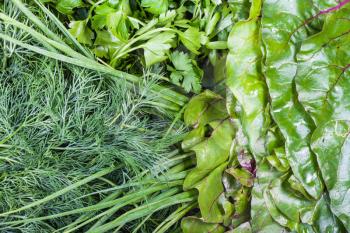 natural food background - assortment of wet fresh greenery close-up (beet tops, scallions, dill, parsley)