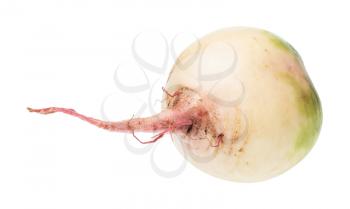 taproot of fresh watermelon radish isolated on white background