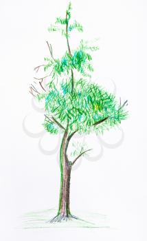 sketch of single shabby tree in summer hand-drawn by color pencils on white paper