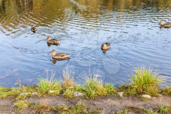 several ducks swim near coast of pond in city park in autumn