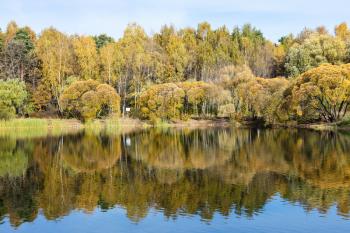 colorful forest on shore of pond in city park on sunny autumn day