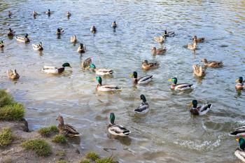 ducks swim and feed near coast of pond in city park on autumn day