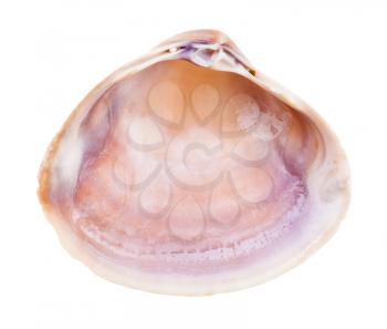 empty brown and purple conch of clam isolated on white background