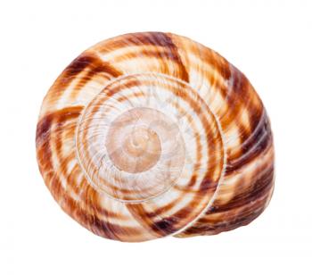 helix shell of burgundy snail isolated on white background