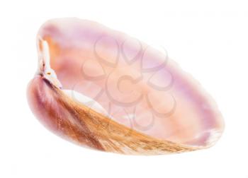 empty brown and purple shell of clam isolated on white background