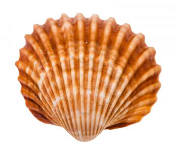 old brown shell of cockle isolated on white background