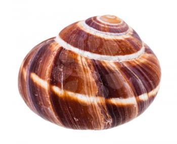 shell of escargot snail isolated on white background