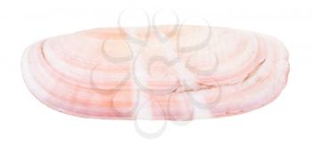 pink shell of clam isolated on white background