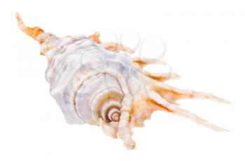 helix conch of murex snail isolated on white background