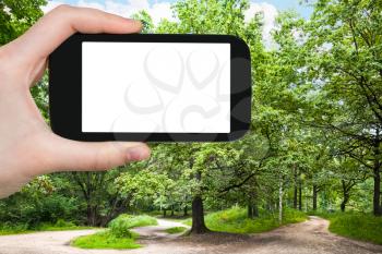 travel concept - tourist photographs of big oak tree in city park on sunny summer day in Moscow city on smartphone with empty cutout screen with blank place for advertising