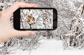 travel concept - tourist photographs of frozen leaves in city park in overcast winter day on smartphone in Moscow, Russia