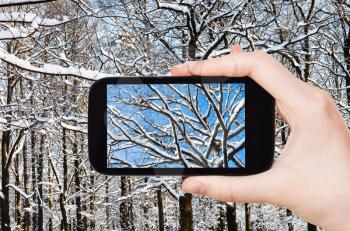 travel concept - tourist photographs of snow-covered intertwined branches of oak trees in forest in sunny winter day on smartphone in Moscow, Russia