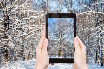 travel concept - tourist photographs of snow-covered oak tree in city park in sunny winter day on smartphone in Moscow, Russia