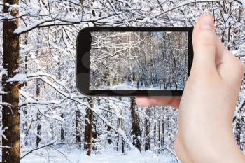 travel concept - tourist photographs of snow-covered woods in forest in sunny winter day on smartphone in Moscow, Russia