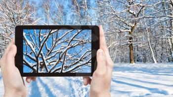 travel concept - tourist photographs of oak tree at forest glade in city park in sunny winter day on smartphone in Moscow, Russia