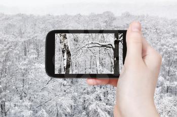 travel concept - tourist photographs of birches and oak tree in snowy forest in winter day on smartphone in Moscow, Russia