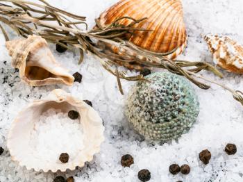 seashells, coarse grained Sea Salt and peppercorns close up