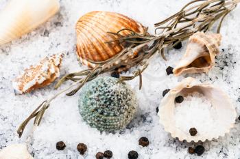 still life with seashells, coarse grained Sea Salt and peppercorns close up