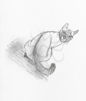 sketch of domestic cat hand-drawn by black pencil on white paper