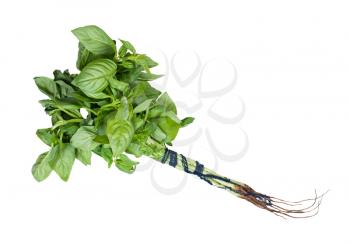 bunch of fresh sweet basil herb wrapped by thread isolated on white background