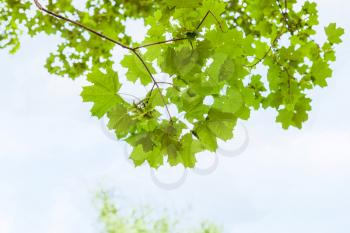 natural green branch of field maple tree with blue sky background