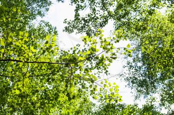 natural background - green branch of poplar tree in forest in summer (focus of the poplar leaves)