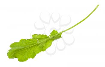 leaf of fresh caucasian garden cress (tsitsmati) isolated on white background
