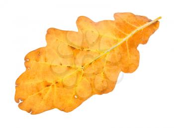 back side of fallen yellow and brown oak leaf isolated on white background
