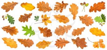 various oak leaves isolated on white background