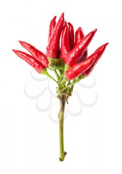 cluster of fresh ripe red chili peppers (peperoncini) isolated on white cackground