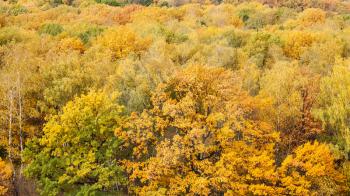 panoramic view of yellow trees in forest on autumn day