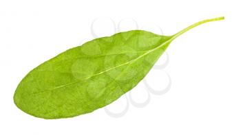 leaf of fresh marjoram (Origanum majorana) plant isolated on white background
