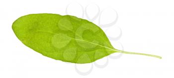 green leaf of marjoram (Origanum majorana) herb isolated on white background